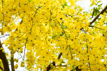 The beautiful close up Golden shower tree or Cassia fistula flower, (Ratchaphruek Tree)