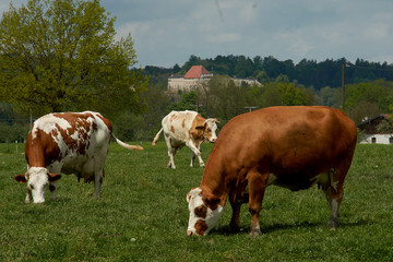 Idyllic landscape in front of the Alps with cows grazing in fresh green meadows between blooming flowers, typical farmhouses and snowcapped mountain tops. Bavaria, Germany