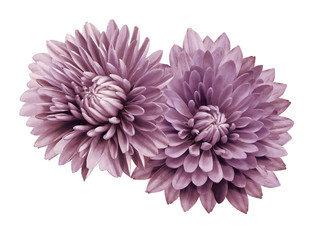 Pink-white flower chrysanthemums; on a white  isolated background with clipping path.   Closeup.  no shadows.  For design.  Nature.