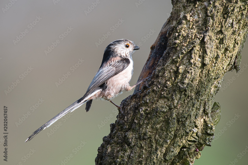 Aufkleber A profile portrait of a long tailed tit perched on a tree trunk looking alert and facing to the right with space for text