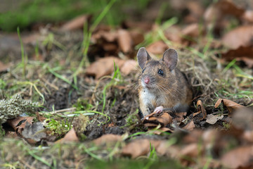 Naklejka na ściany i meble quietly sitting on the forest floor and looking alert emerging from the fauna is this wood mouse Apodemus sylvaticuse which is a common rodent from Europe and northwestern Africa.