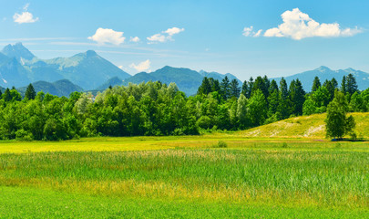 Alpine meadow in summer.