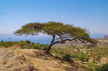Fototapeta na wymiar Canopy of tree. Shady tree. African savanna and alkaline lake Abijatta in background. Nature and travel. Ethiopia, Rift Valley, Oromia Region, Abijatta-Shalla National Park
