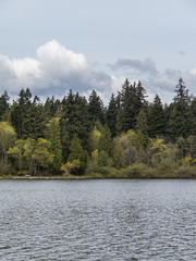 Obraz premium trees by the lakeside of lost lagoon at stanley park in vancouver - vertical