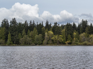 trees by the lakeside of lost lagoon at stanley park in vancouver - horizontal