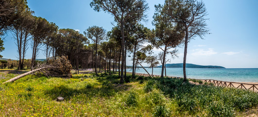 Meadow near the beach of Mugoni