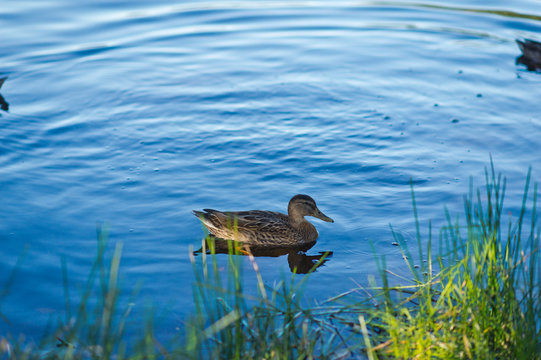 Duck near the thickets on the background of a blue pond 1136.