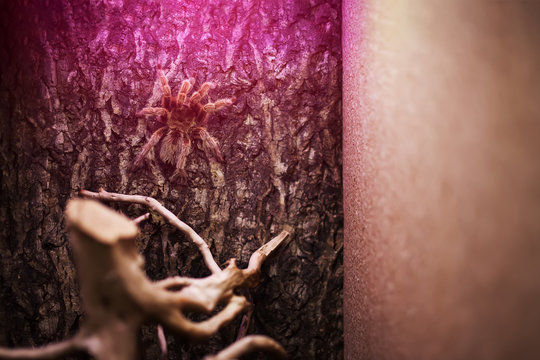 Spider Tarantula Brachypelma vagans on a beautiful background
