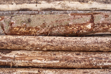 trunks of a log tree.  logging