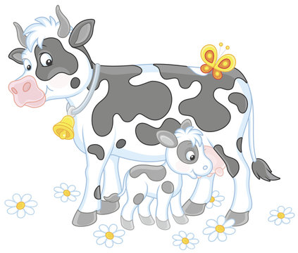 Smiling spotted cow and her small calf drinking milk, vector illustration in cartoon style