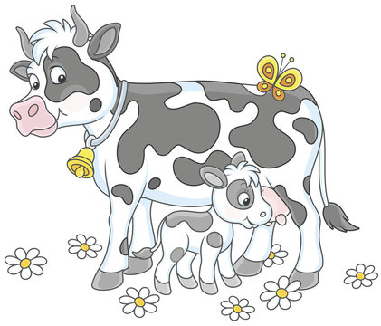 Smiling spotted cow and her small calf drinking milk, vector illustration in cartoon style