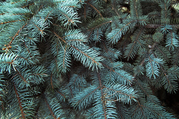 Naklejka na ściany i meble Photos natural background branch blue spruce growing in the park. shallow depth of field 