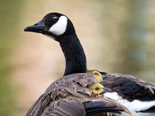 Two cute Canada goose goslings peaking their heads out under the wing of the mother goose. Natural...