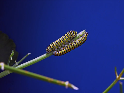 Eastern Black Swallowtail caterpillars 