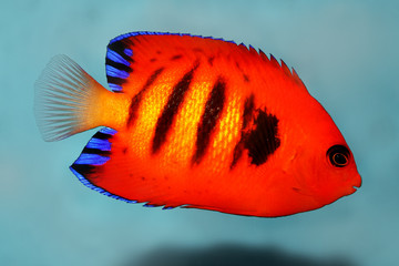 Flame Angelfish aquarium marine fish Centropyge loriculus