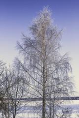 Fototapeta na wymiar Lonely Standing Tree in a Winter Day - vintage look edit