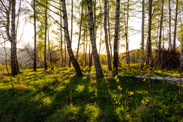 Forest autumn nature. Forest autumn sunny landscape - forest autumn yellow trees and sunbeams shining through the tree tops.