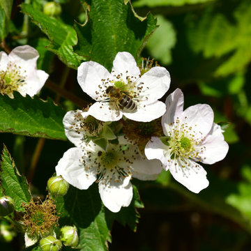 Blackberry bush flower blossom