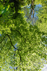 Fototapeta premium Baum