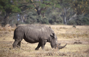 Nashorn in Kenia