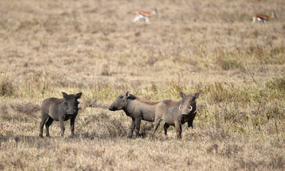 Warzenschweine in Kenia