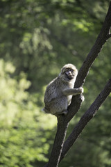 barbary macaque climb the tree