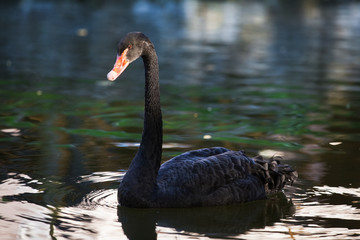 Fototapeta premium Amazing black swan on a lake 
