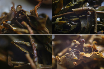 leaves of tea macro