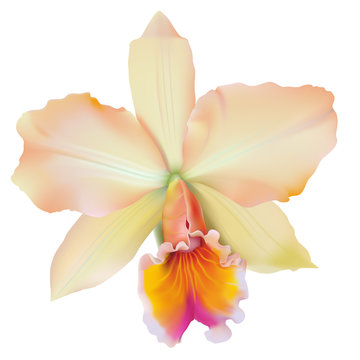 Tropical Orchid - Brassolaeliocattleya.
Hand drawn vector illustration of a Cattleya type  hybrid orchid with peach colored petals on transparent background.
