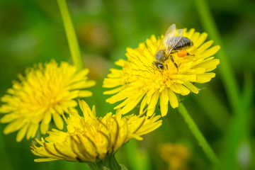 Close up macro of bee collecting pollen on blooming yellow dandelion flower (Taraxacum officinale).  Detail of bright dandelion in meadow at springtime.