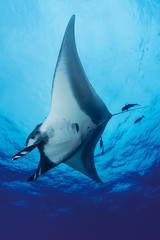 Teufelsrochen (Manta birostris) © kaschibo