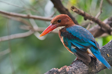 A Little Bird (White-throated Kingfisher) Looking some feeds in