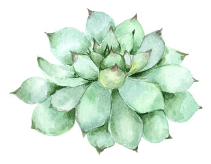 succulent in watercolor - 202073017