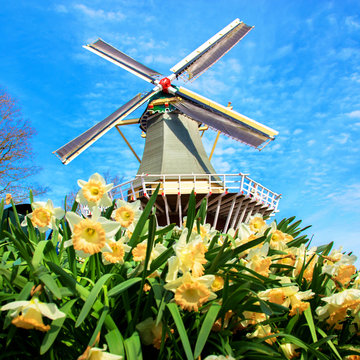 Old windmill and spring daffodils flowers.
