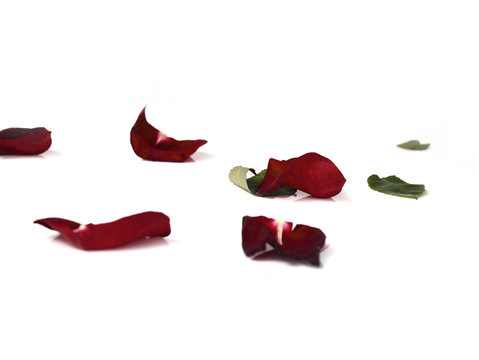 Close-up red rose petals on white background