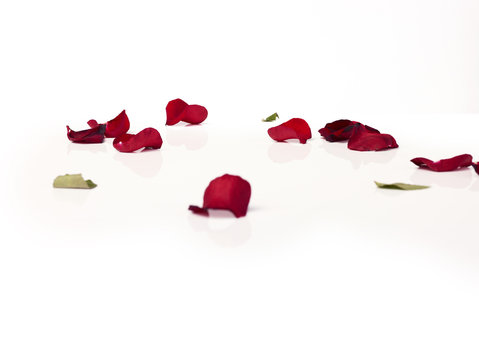 Close-up red rose petals on white background