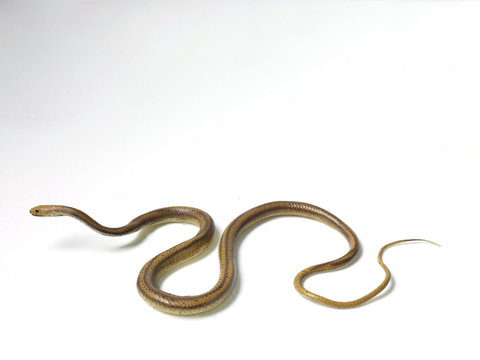 Plastic toy snake on white background