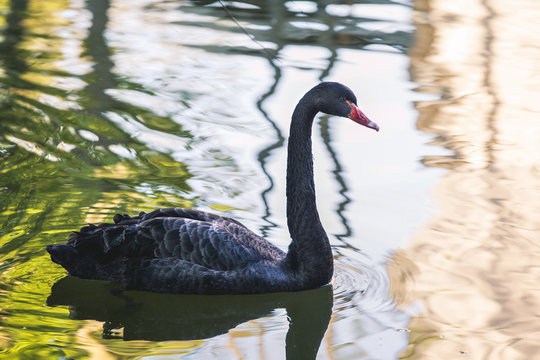 Amazing black swan on a lake

