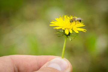 Close up of male fingers holding taraxacum flower with bee collecting pollen on flower.