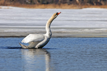 beautiful white Swan swims in the blue lake