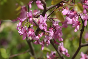 fleurs