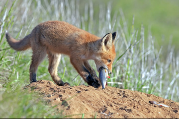young little Red fluffy Fox eats fish
