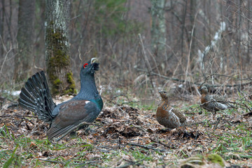 beautiful grouse walking through the woods with a female black grouse