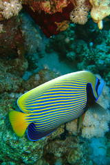 Fototapeta na wymiar beautiful and diverse coral reef with fishes of the red sea in Egypt
