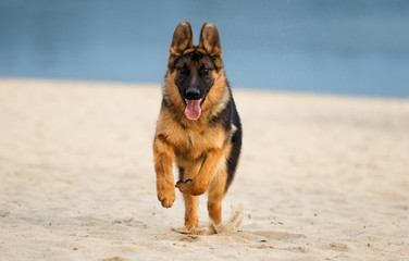 shepherd dog runs on the beach