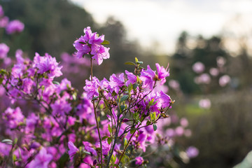 Obraz premium Purple lavender flowers against the backdrop of the setting sun