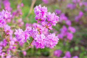 Obraz premium Purple lavender flowers in spring