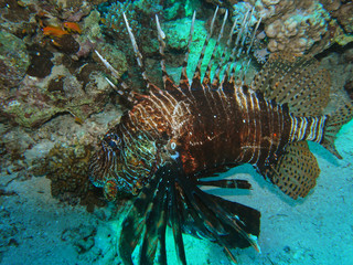 beautiful and diverse coral reef with fishes of the red sea in Egypt