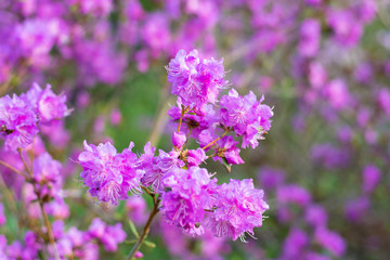 Obraz premium Purple lavender flowers in spring
