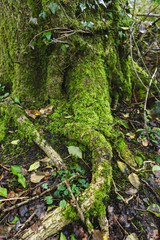 Tree root -natural wiev - outdoor park